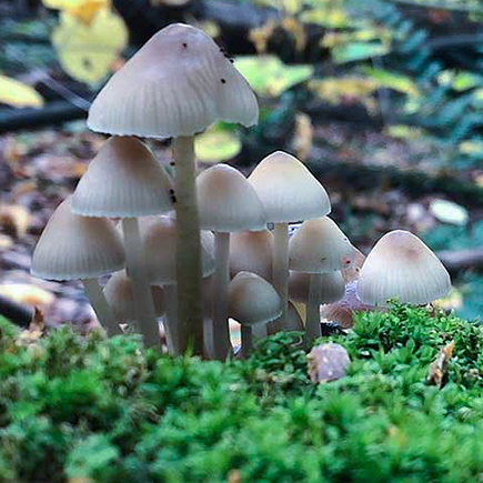 shrooms shrooms